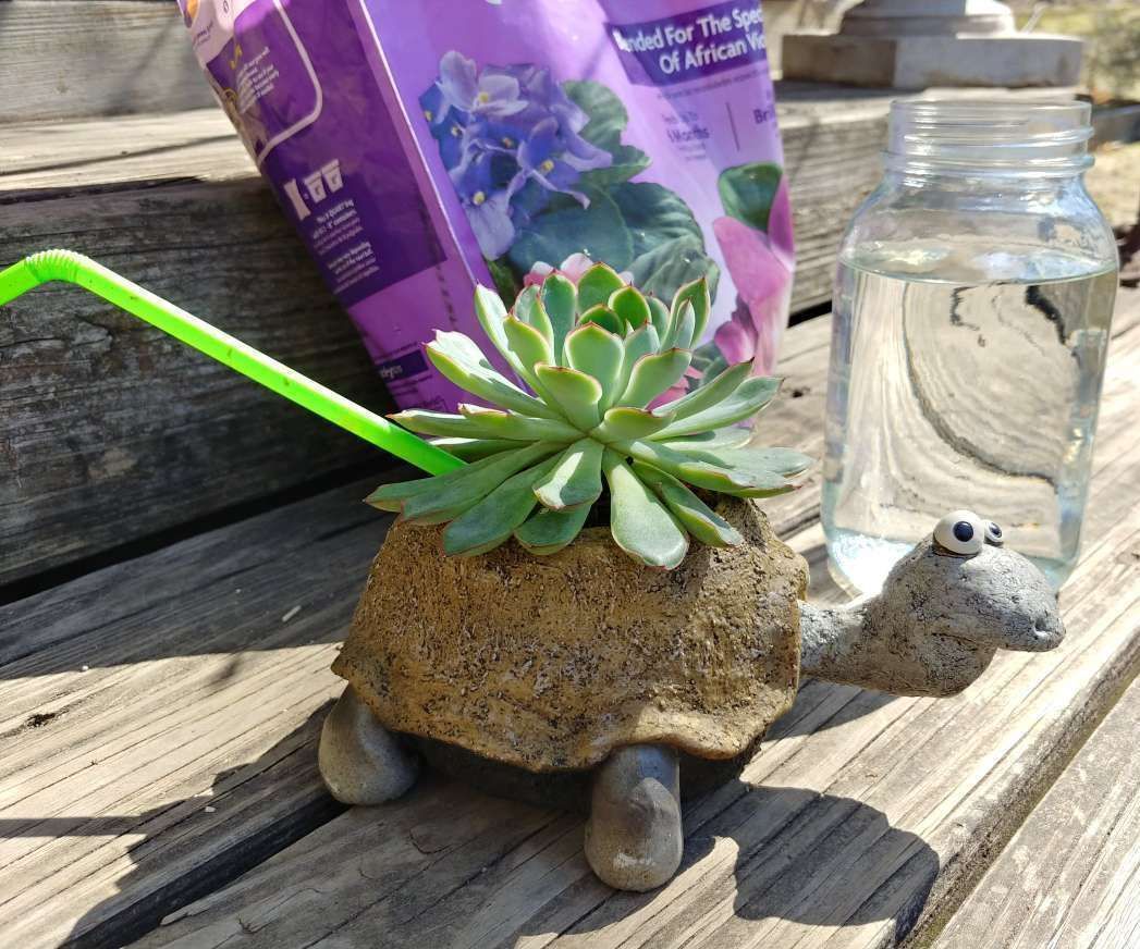 Mess-Free Plant Hacks With a Straw