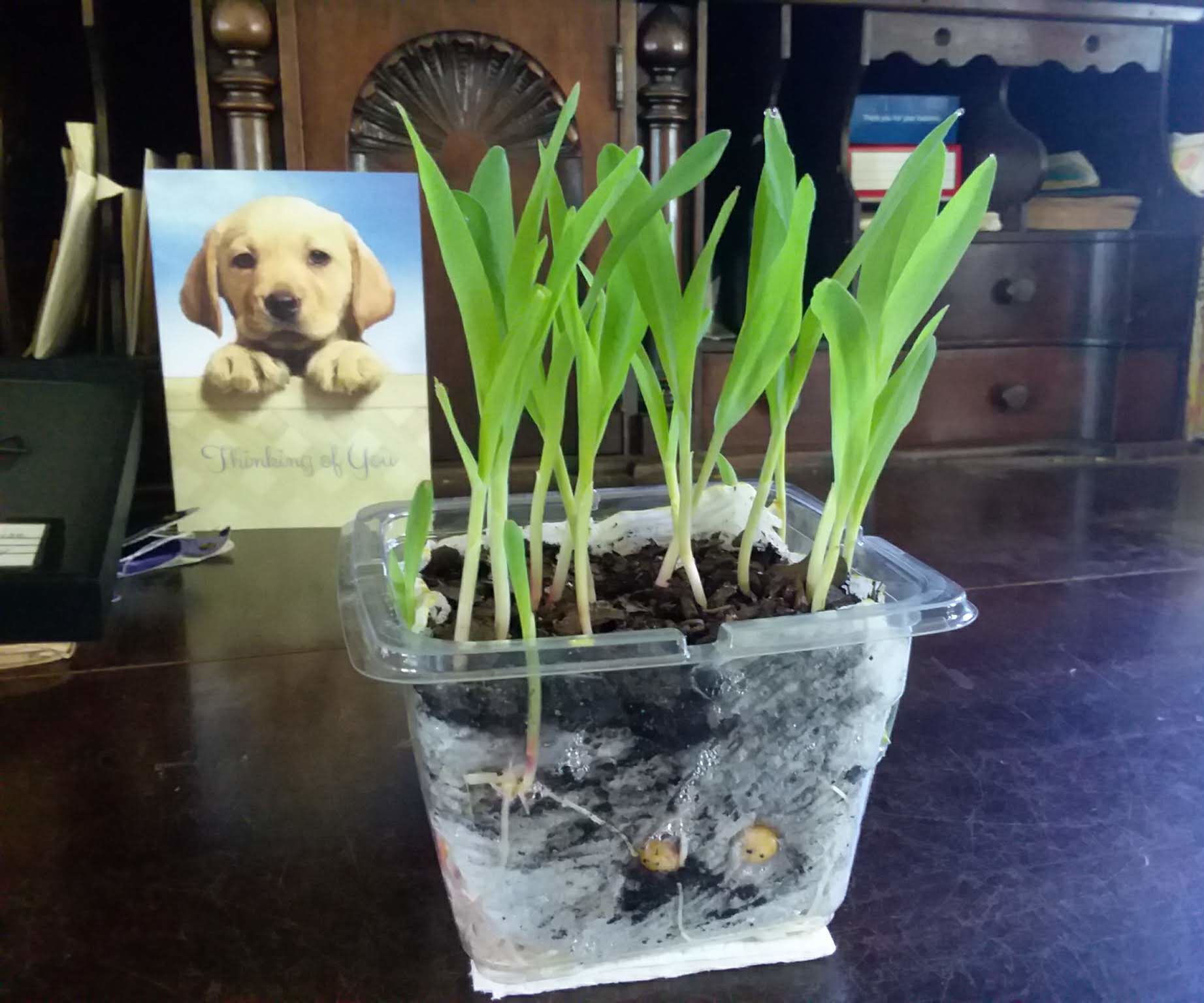 Desktop Popcorn Plant