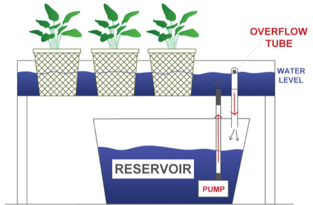 Choosing a Hydroponics System
