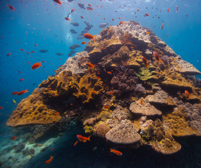 How to Save Coral Reefs Using 3D Design and Printing