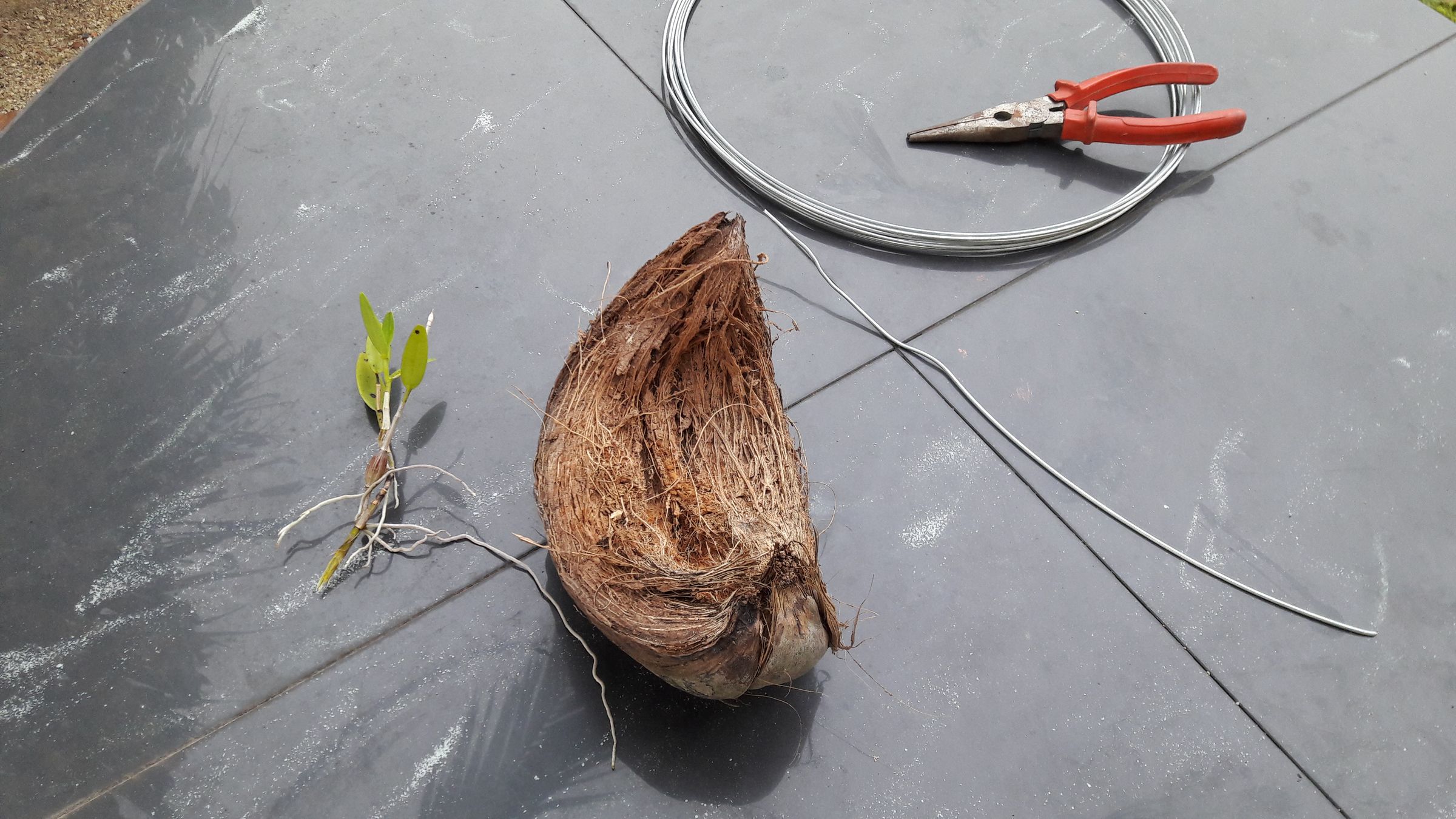 Coconut Husk Planter for Orchid 4 Steps (with Pictures) Instructables