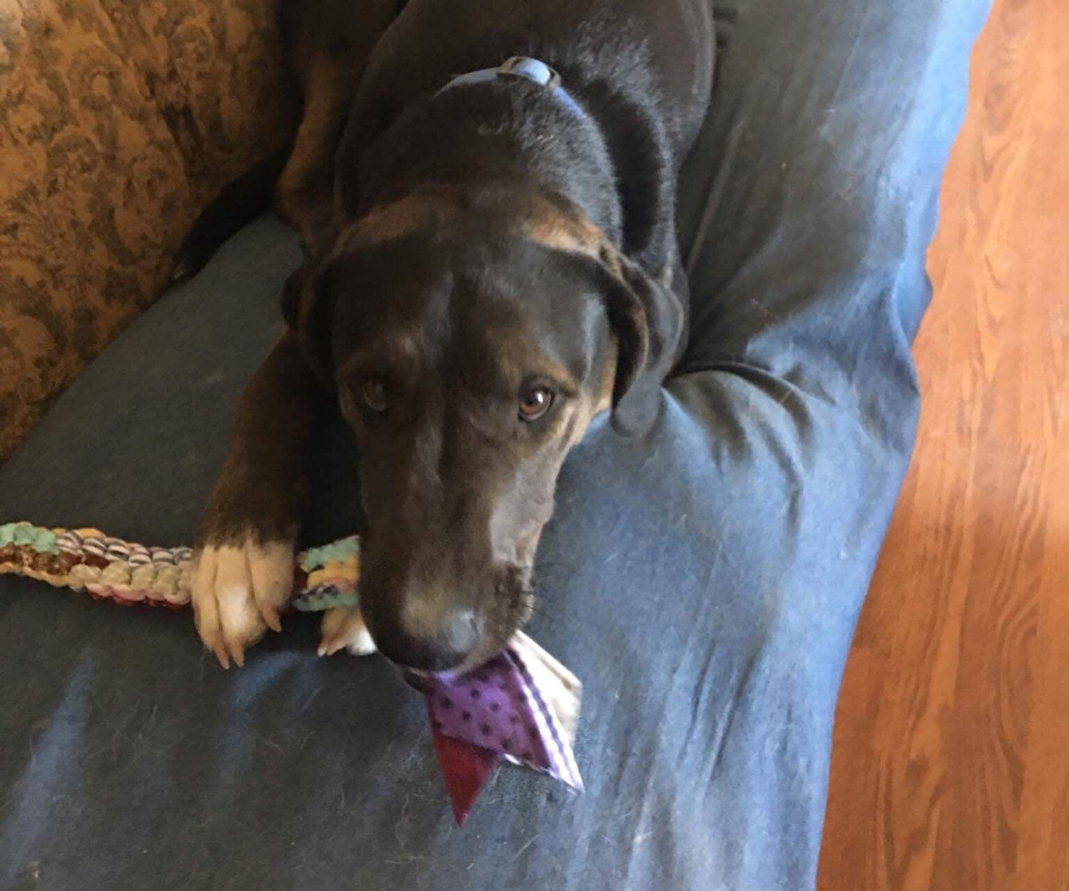 Dog Chew Toy