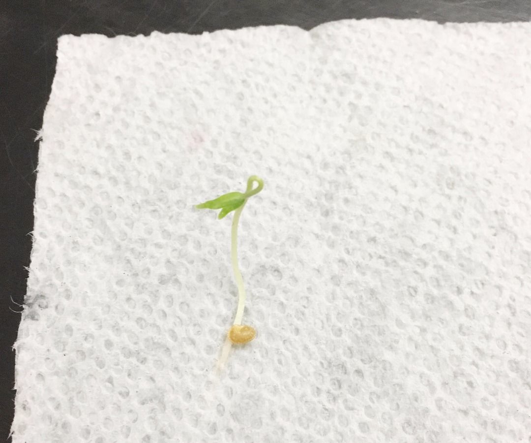Pre-Sprouting Seeds