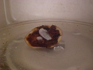 The Mini Schezwan Cheesee