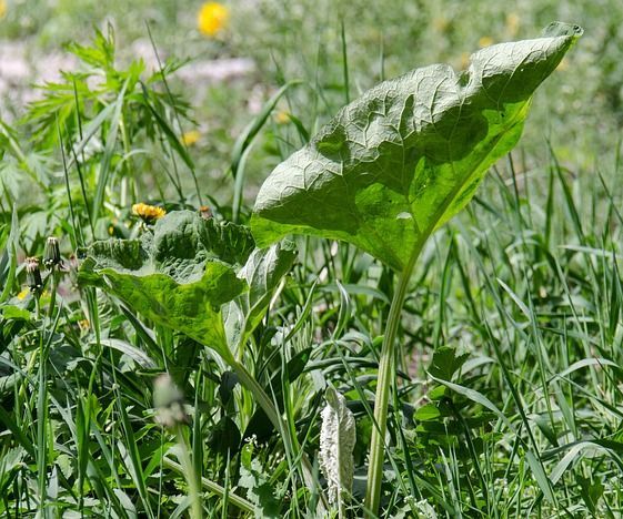 Use straw pellets to keep weeds out of your garden