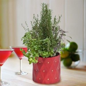 Valentine's Day Plants a Special Gift for the Month of Hearts