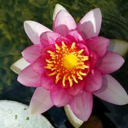 A Little of Everything