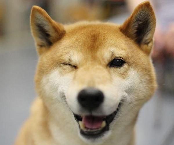 Dog Overheating Alarm Gadget