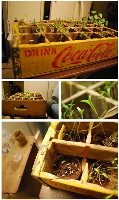 Indoor Garden with Thrifty Supplies