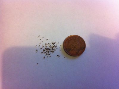 Growing Tobacco : 6 Steps (with Pictures)