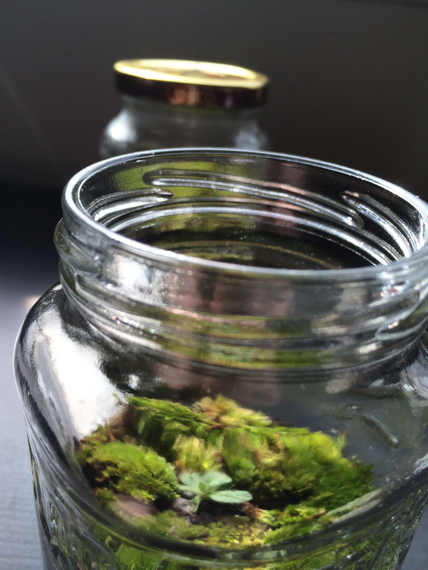 Create Your Own Terrarium Instructables