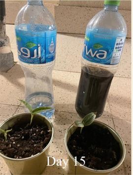 Affect of Caffeine on Plant Growth : 11 Steps - Instructables