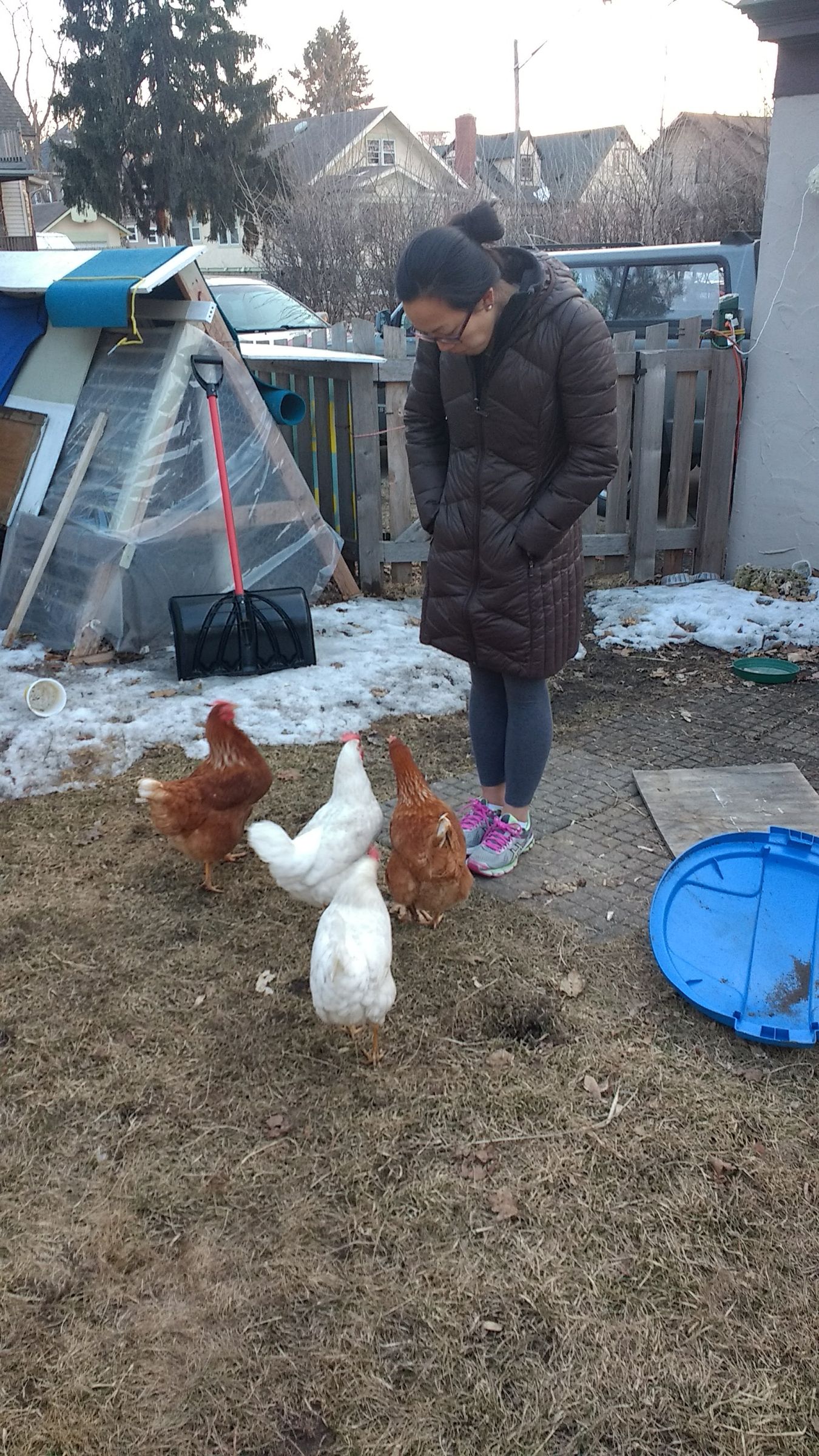 a frame chicken tractor plans pdf