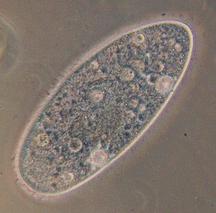 claramecium