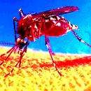 Mosquito Killing Pond - FAST & CHEAP!