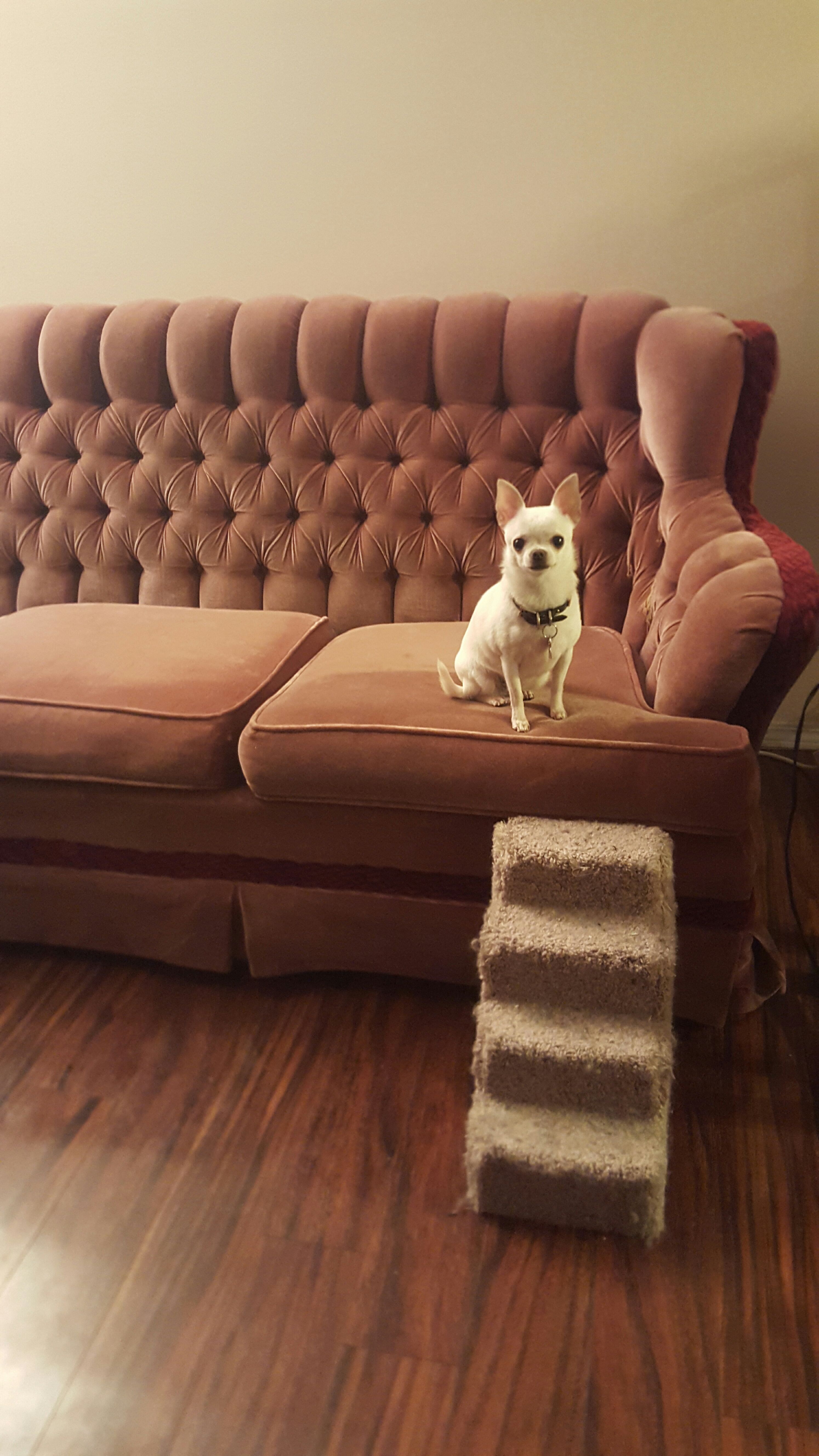 When Your Dog Has Trouble Pooping Make These Treats!