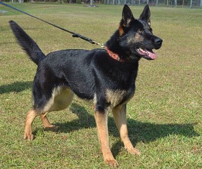 Police Dog Trainers