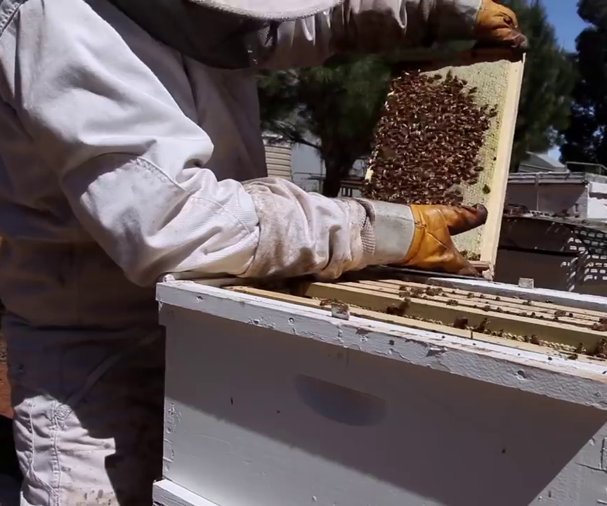 How to Split a Beehive