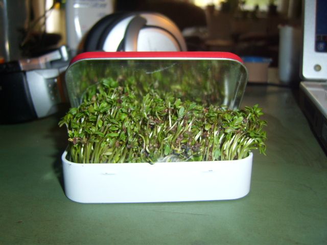Altoids Tin Mini Garden
