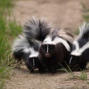 How to Evict A Skunk ... out from under your house for less than $5