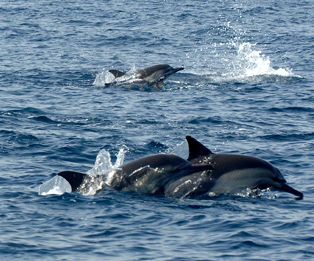 How to Go on a Dolphin Watching Trip in Muscat