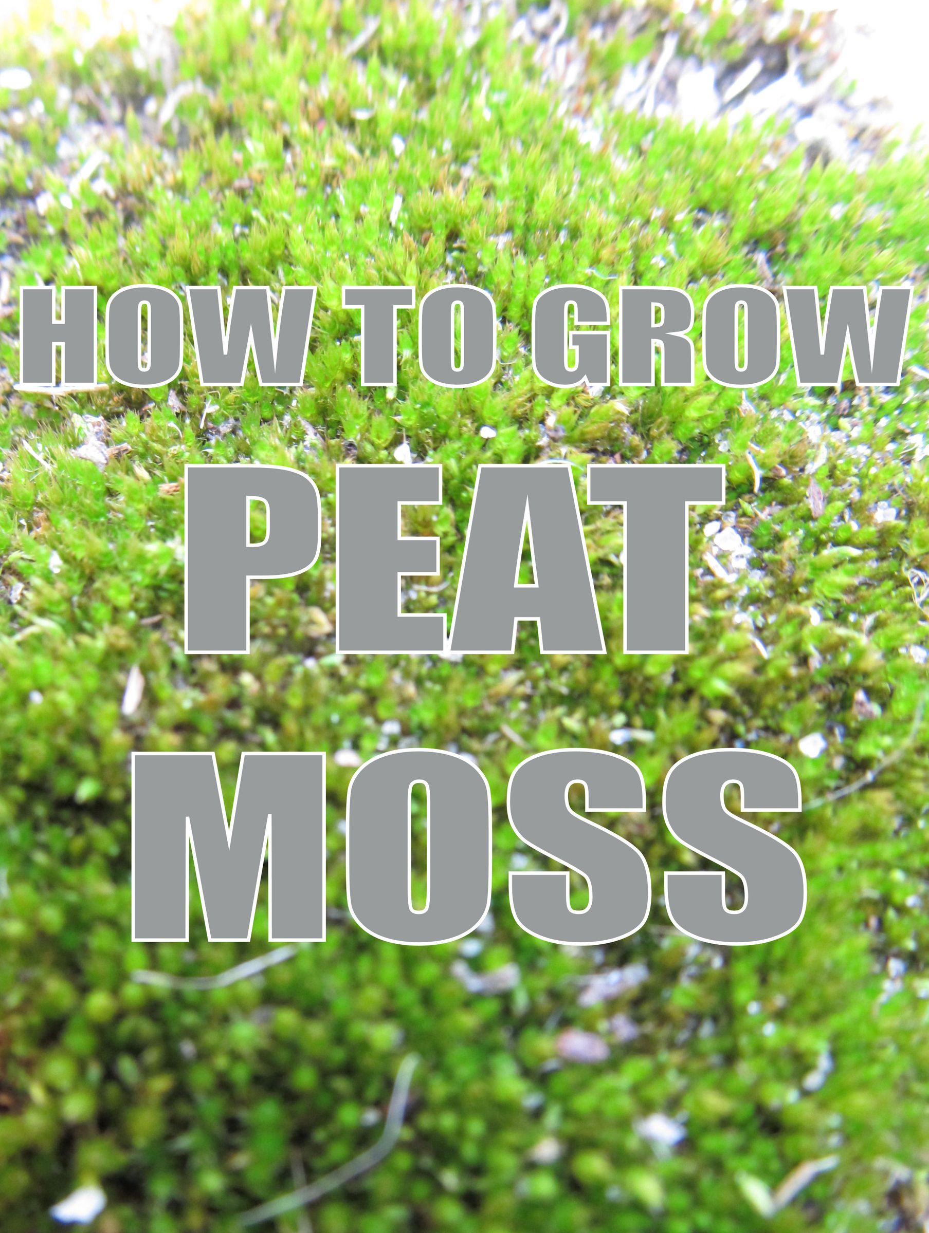 How To Grow: Peat Moss