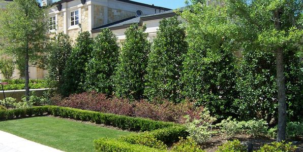 How to Created a Privacy Hedge
