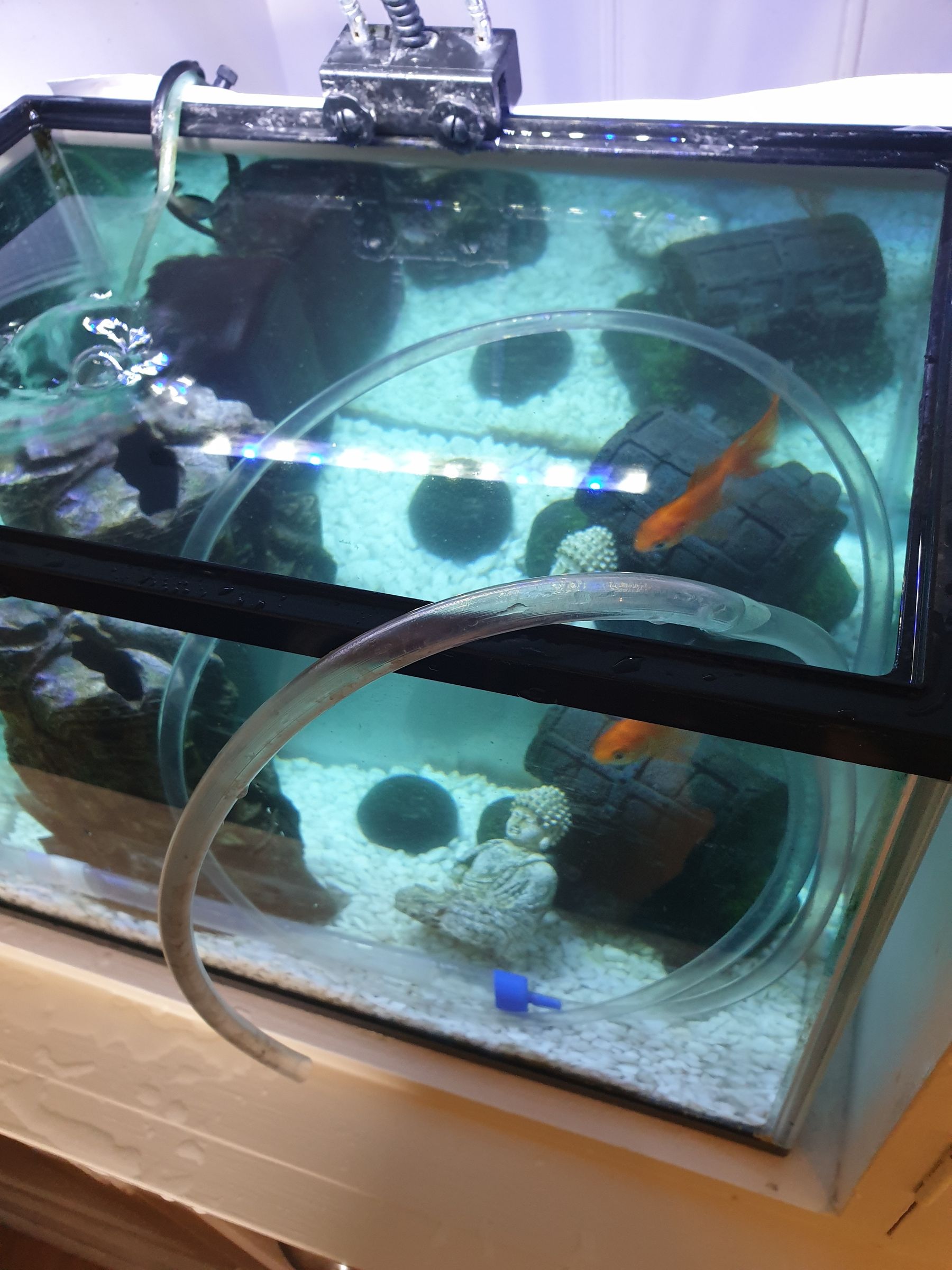 How to Clean a Small Fish Tank and Filter Using a Siphon 4 Steps