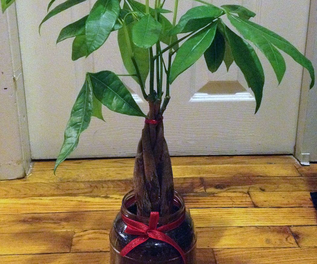 Transplant a House Plant to larger pot (without buying a thing!)