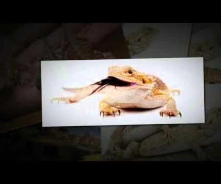 Bearded Dragon