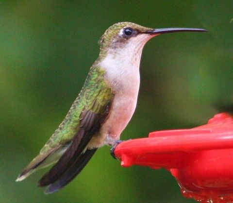 How to Catch a Hummingbird