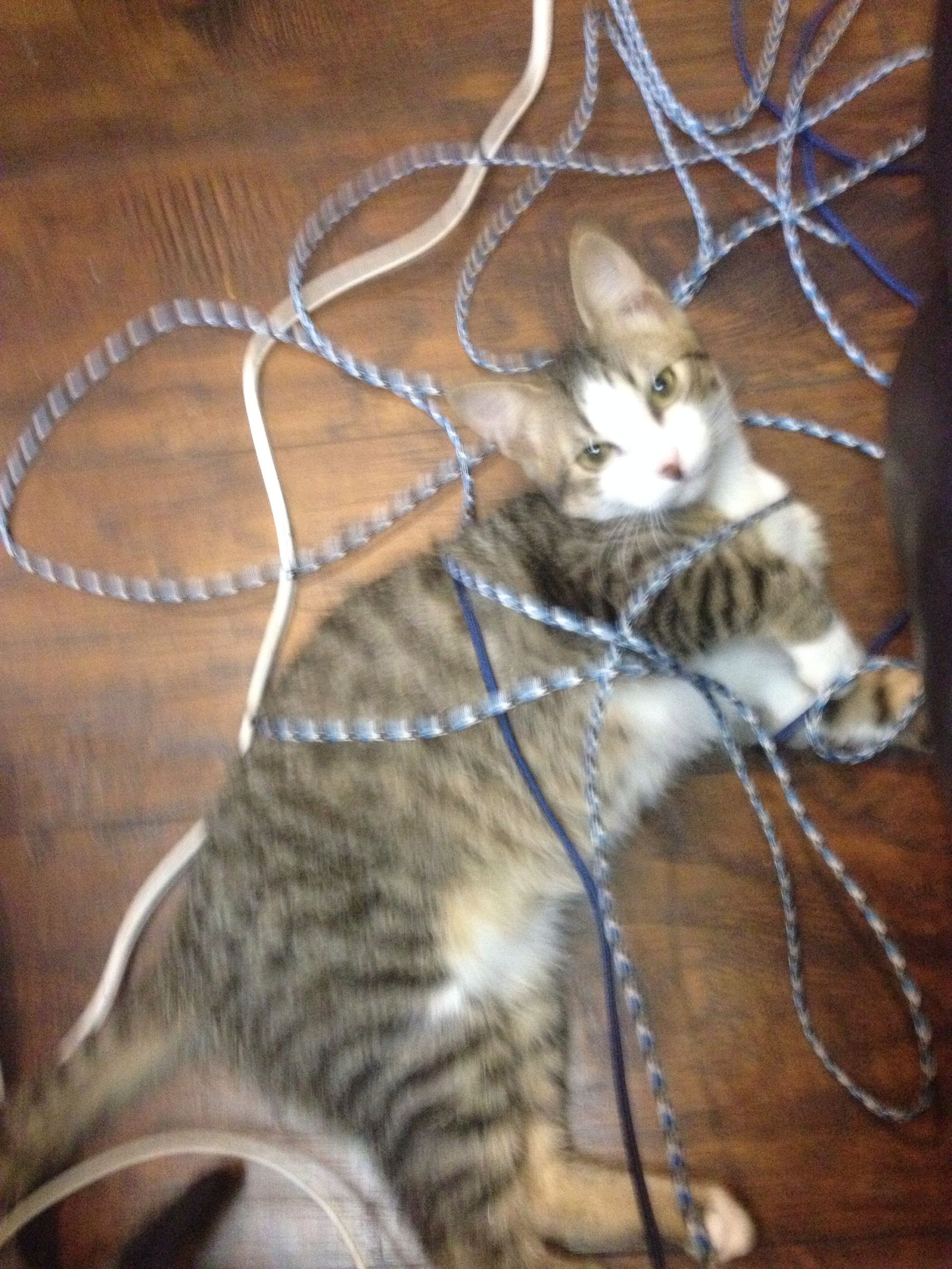 Heavy Duty Paracord Dog Leash : 6 Steps - Instructables