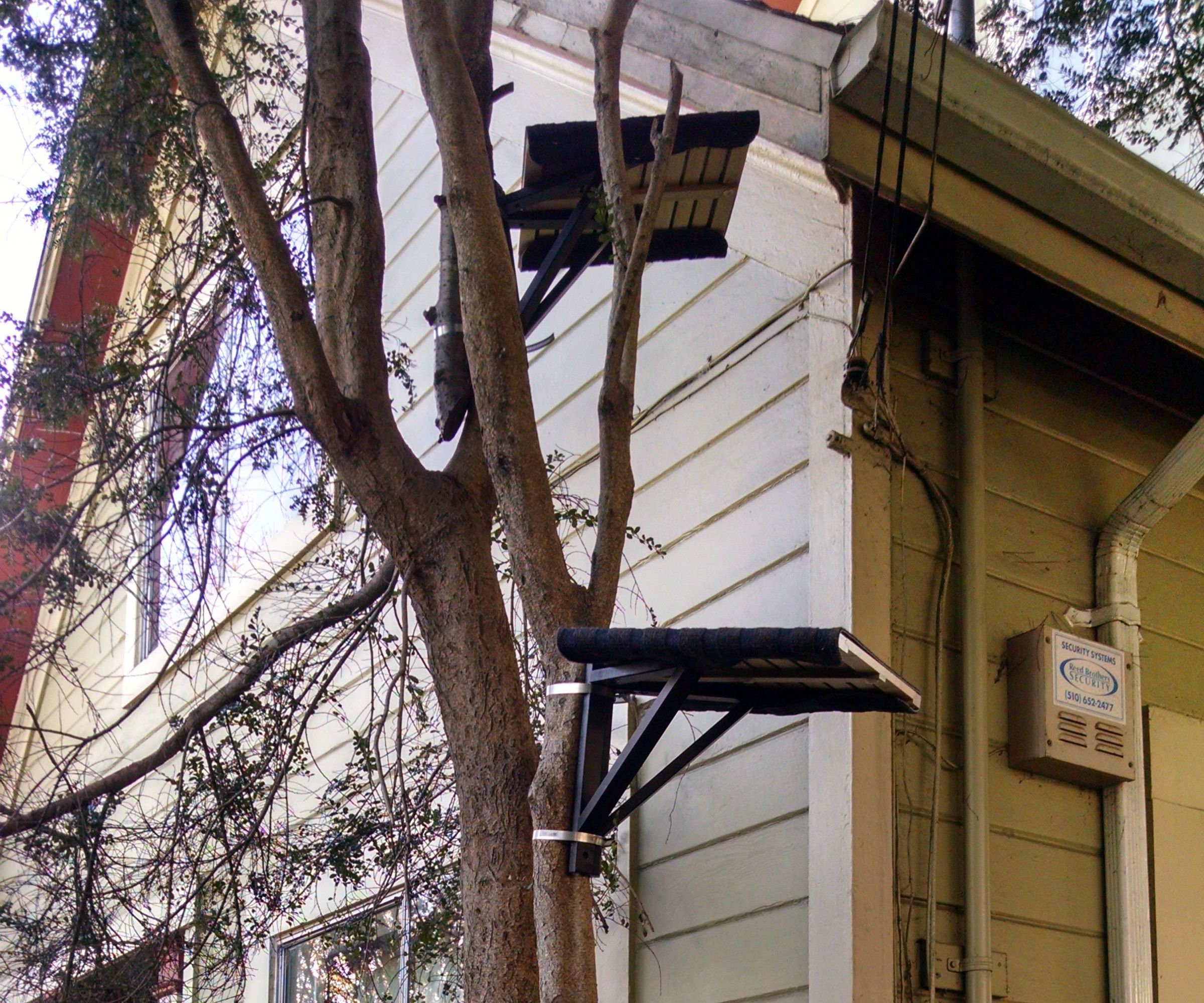 How to Turn a Real Live Tree Into a Cat Tree W/Hose Clamps and Ikea Shelving