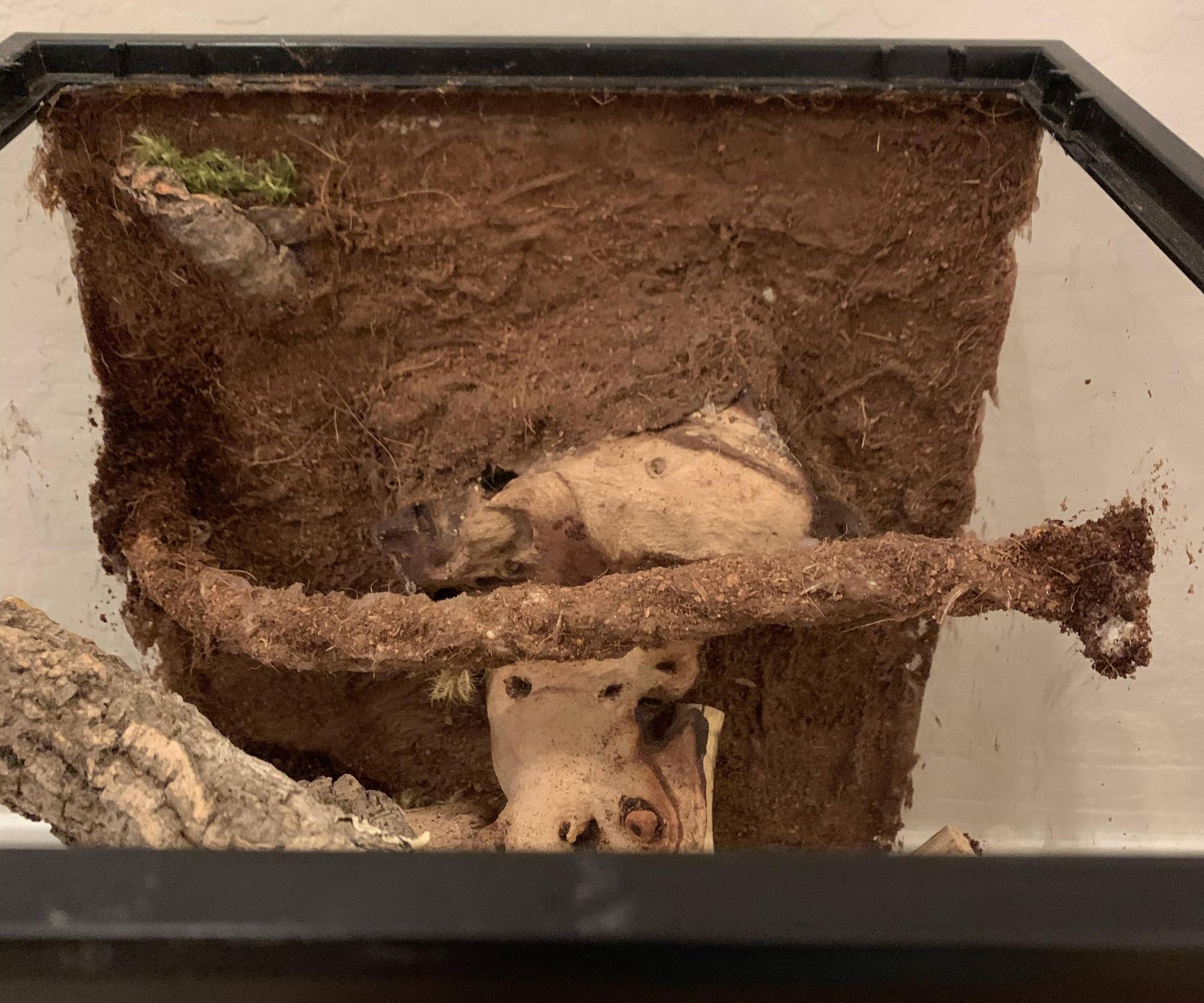 Jungle Vines for Reptile Vivarium