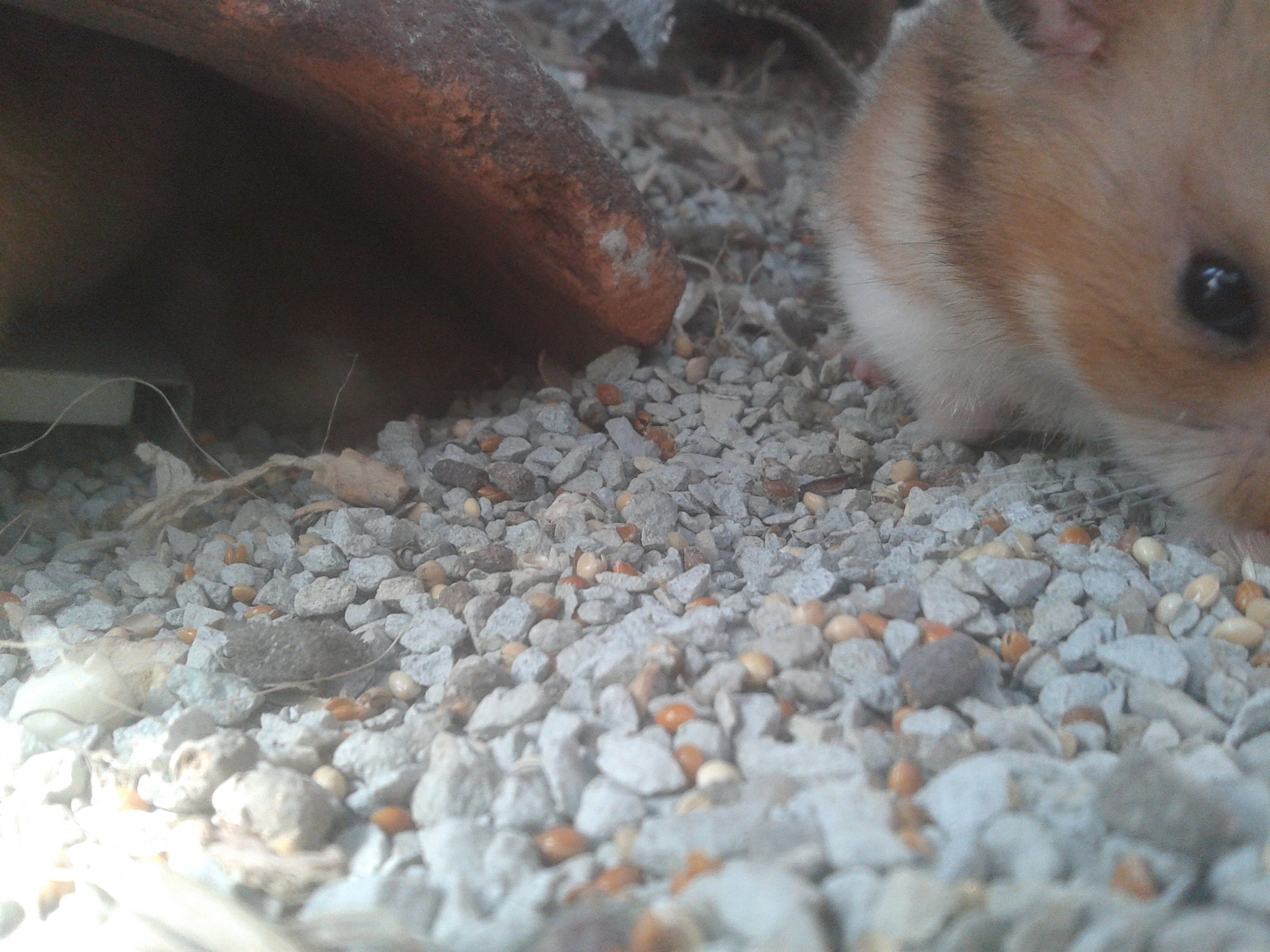 Image showcasing Single Hamster Cage : 3 Steps - Instructables
