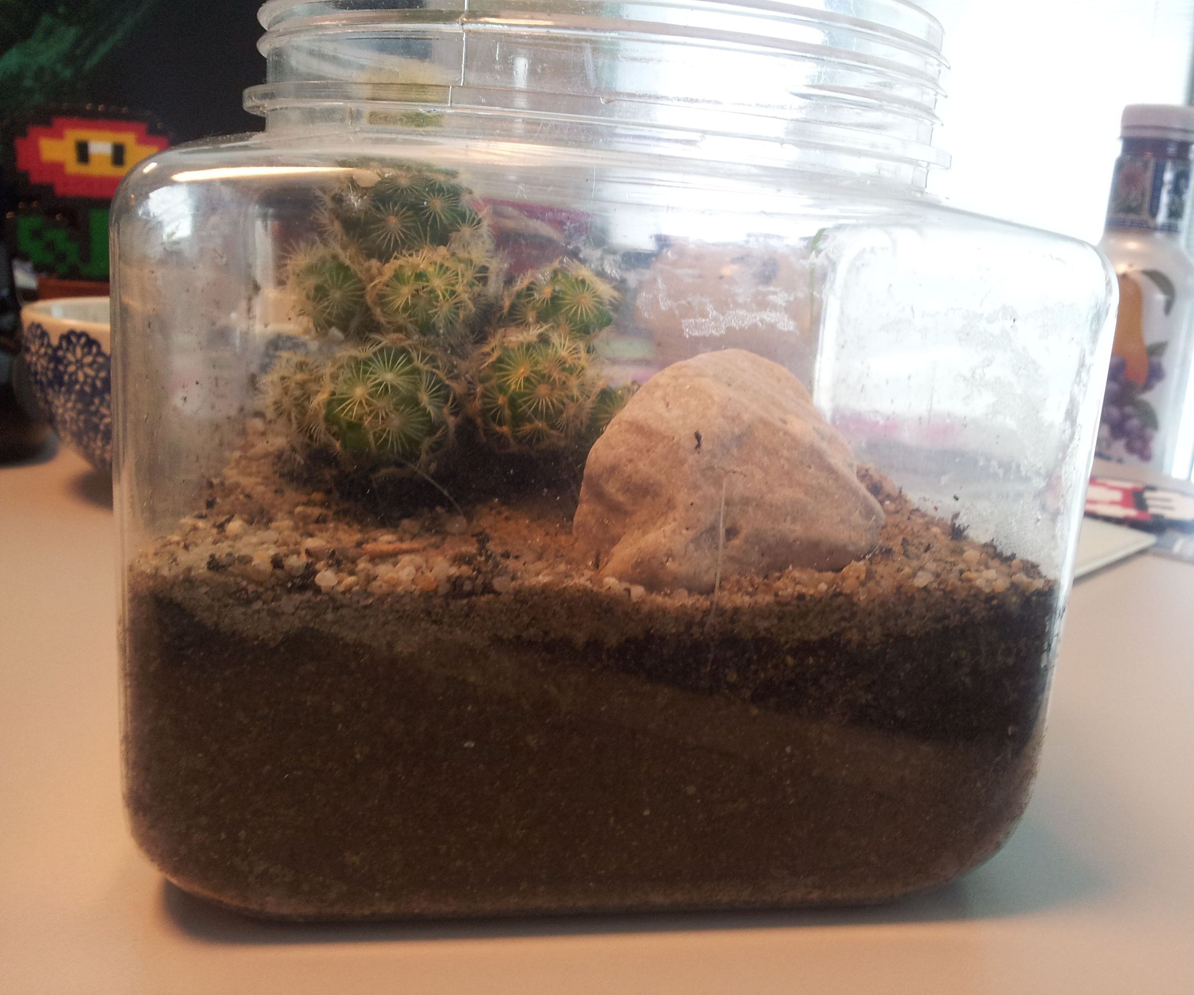 How to Make a Cactus Terrarium - Easy and Cheap Way