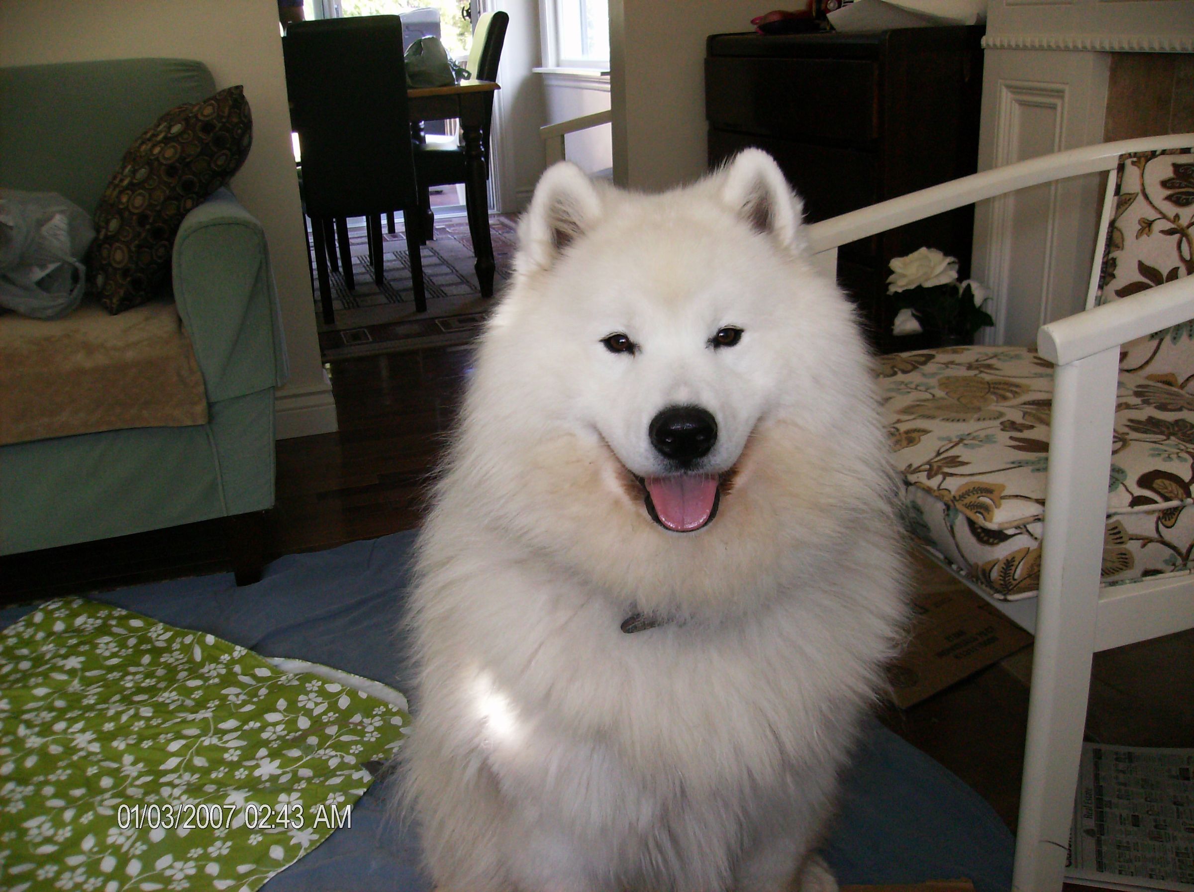 Quick Pumpkin Doggy Treats