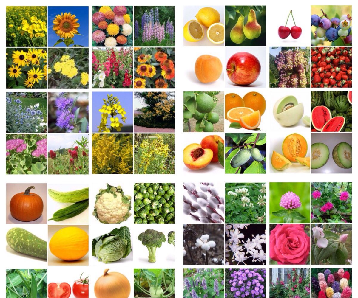 How to Plan Three Seasons of Bee Friendly Plants