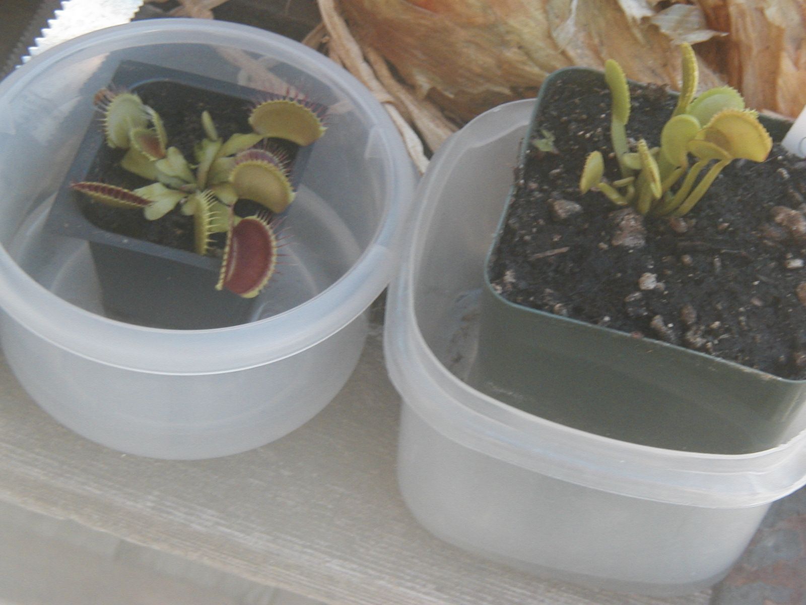How To Bring That Store Bought Venusflytrap Back To Life With Pictures Instructables