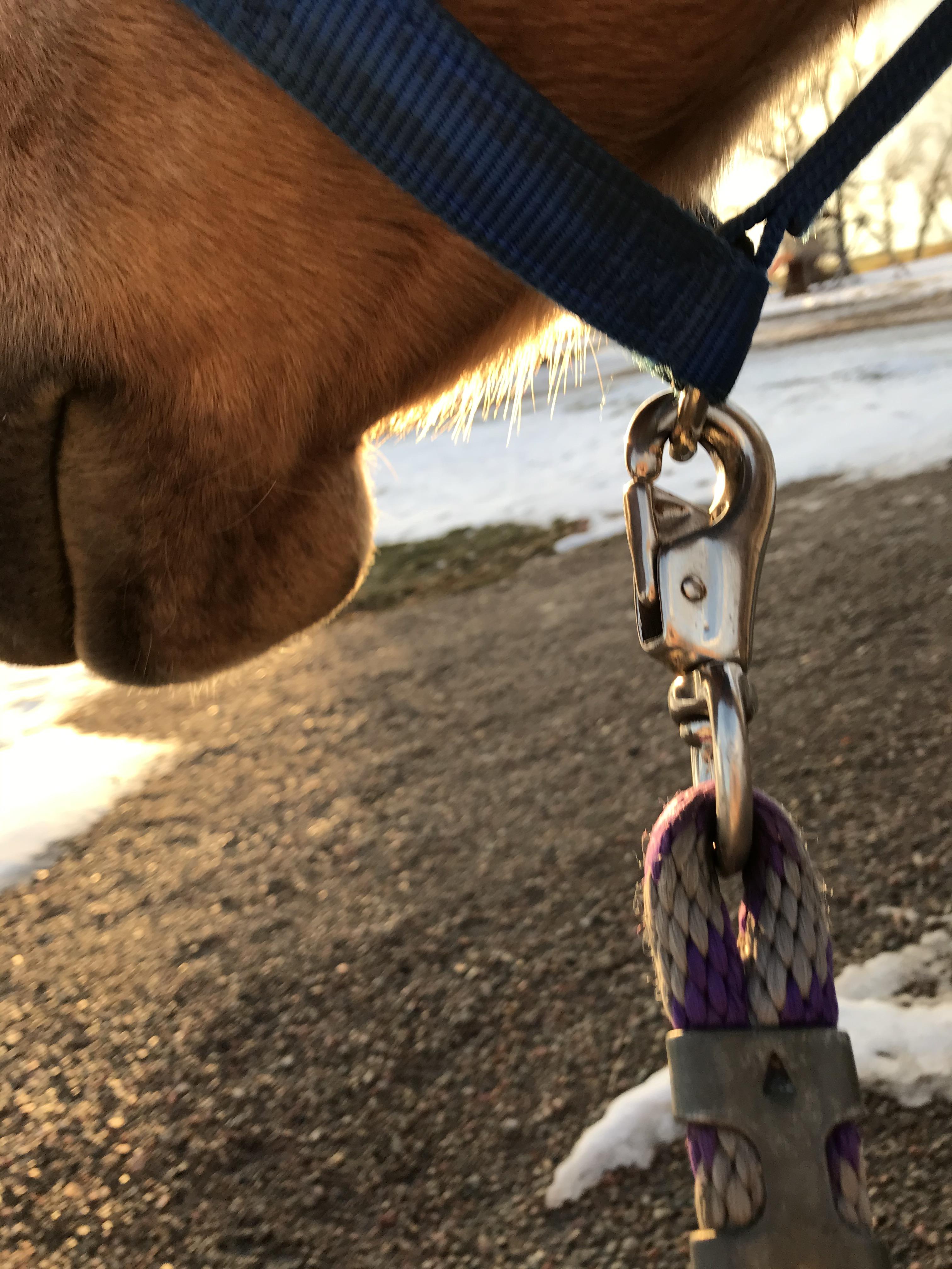 How to Properly Halter a Horse Introduction 5 Steps (with Pictures
