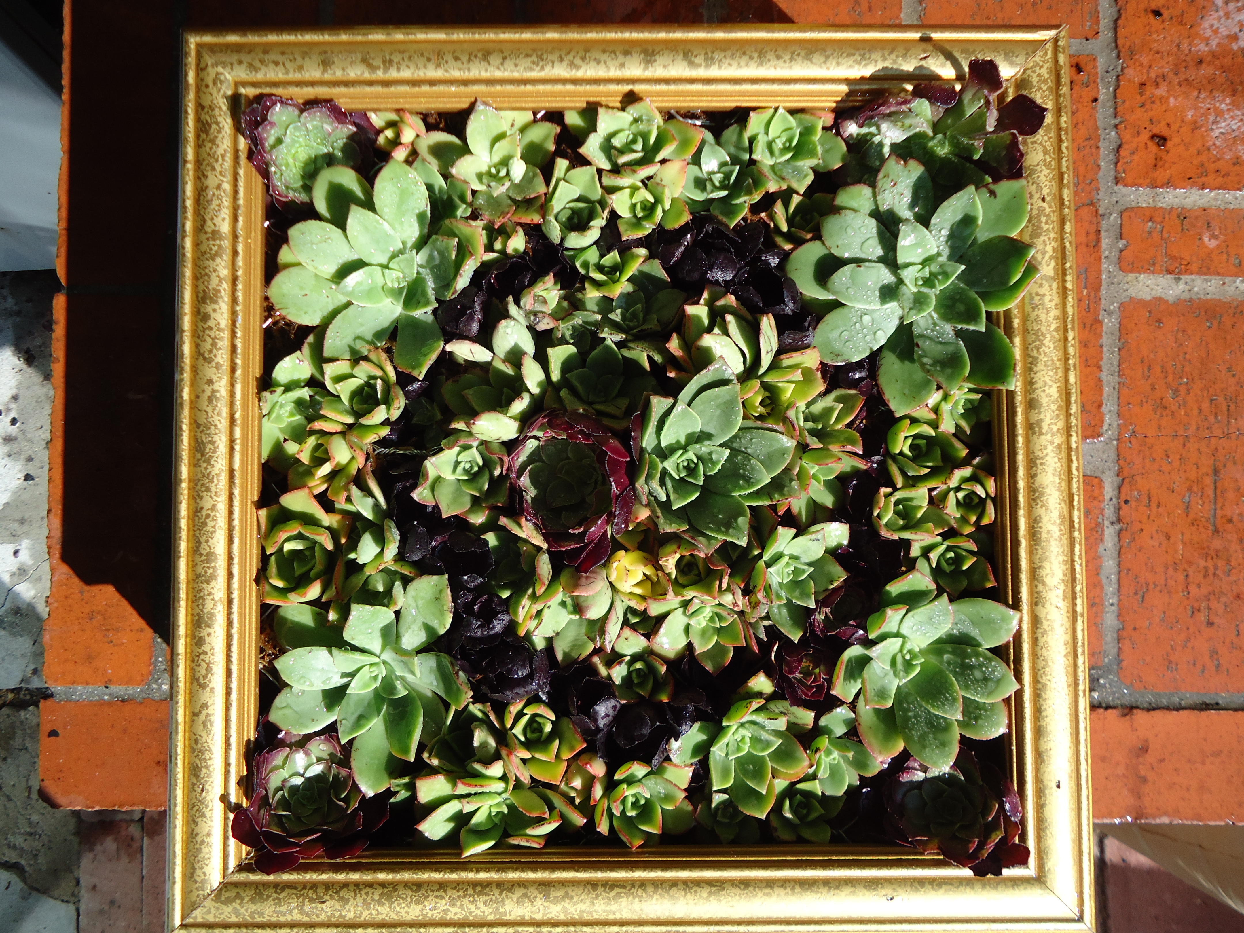 Succulent Wall Art 9 Steps (with Pictures) Instructables