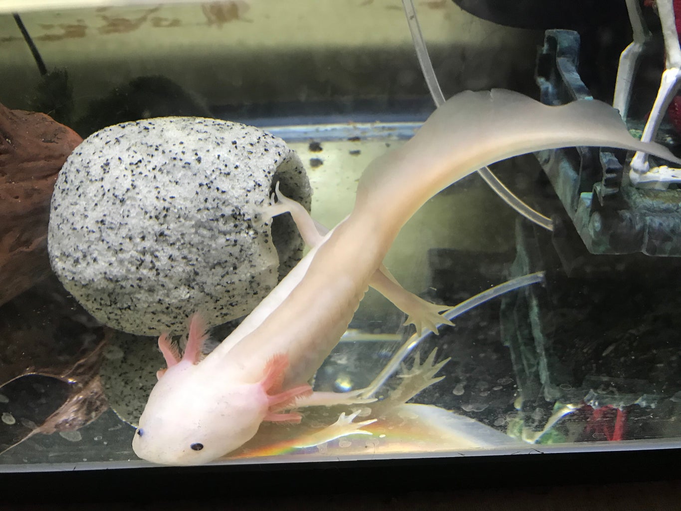 How To Set Up An Axolotl Tank 7 Steps Instructables How To Set Up An Axolotl Tank 7 Steps Instructables