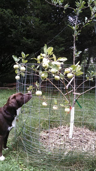 Taman okulasi pohon buah faire abingdon va