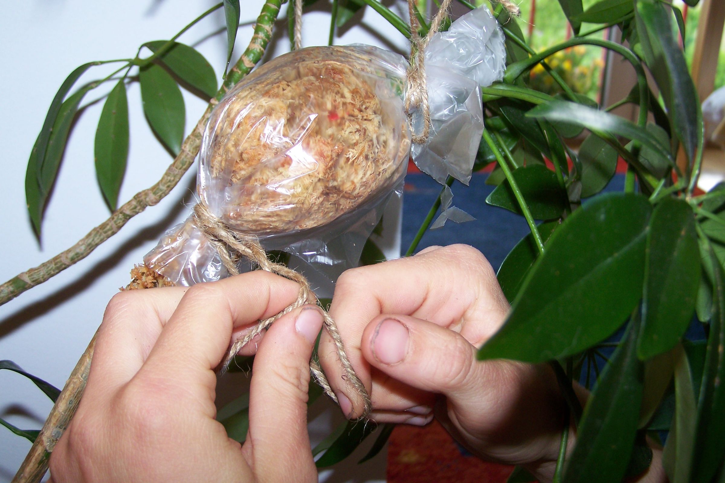 Propagating Plants by Air Layering 8 Steps Instructables