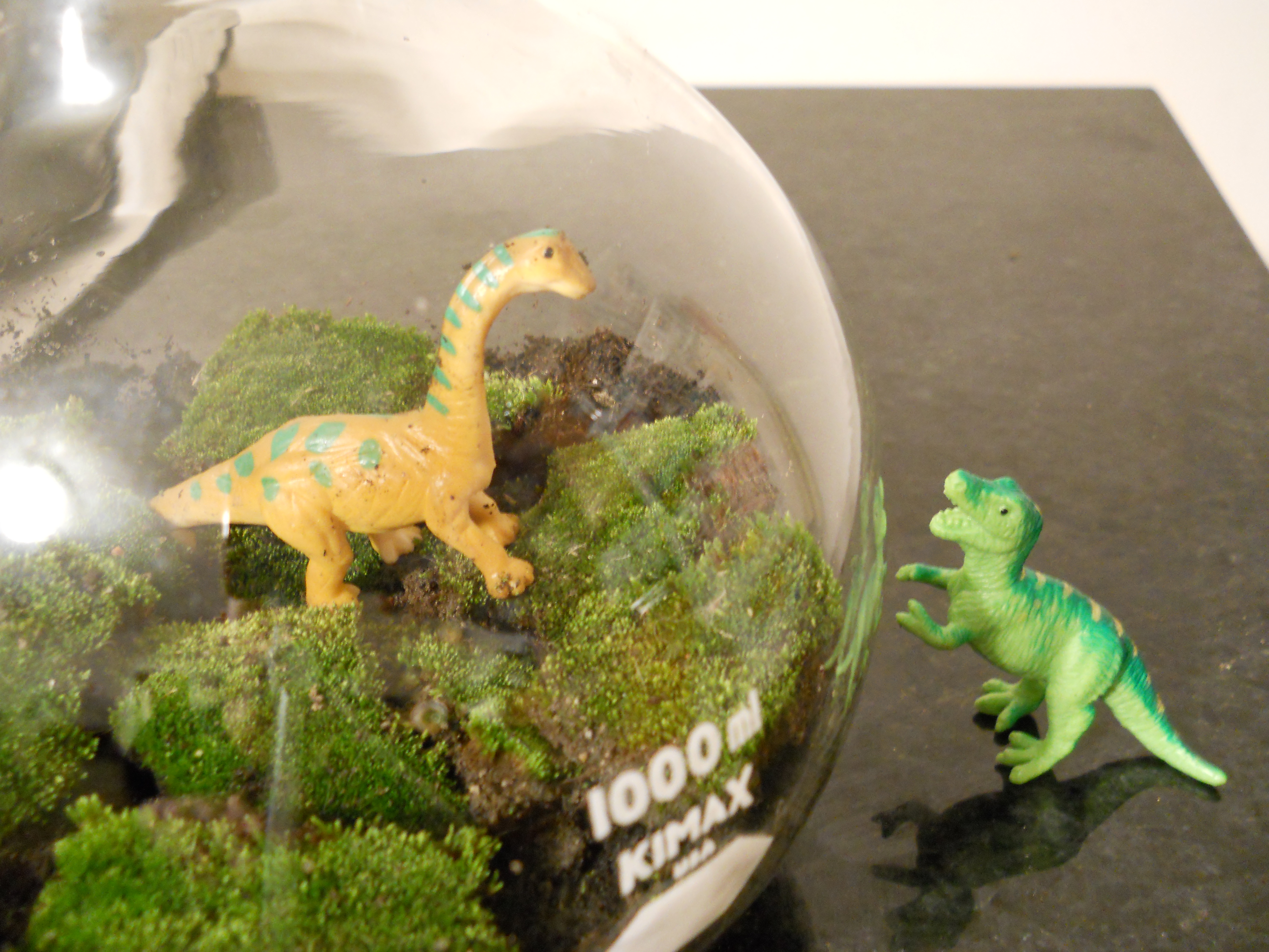 Moss Terrarium (with Pictures) Instructables