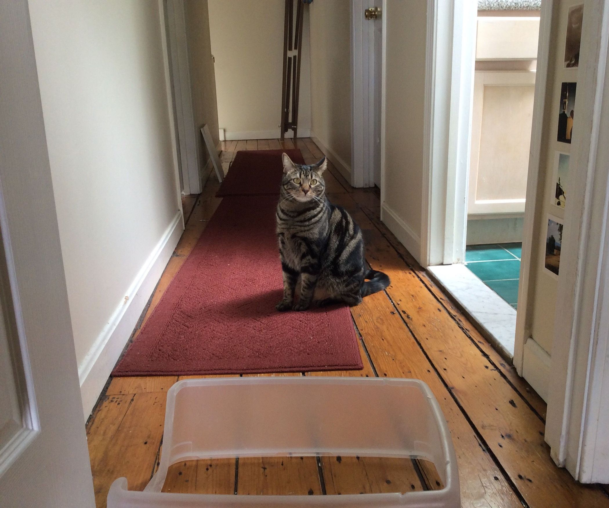 Rock Your Litter Box! a Litter Box Hack for the Rest of Us. 6 Steps