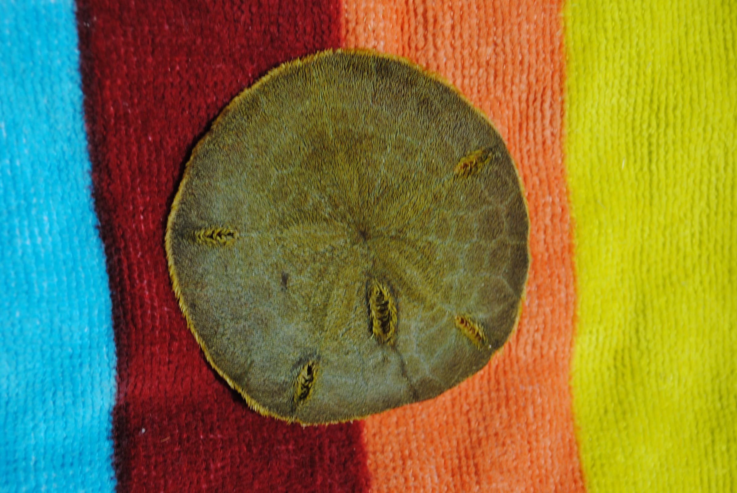 How to Bleach Sand Dollars 6 Steps (with Pictures) Instructables