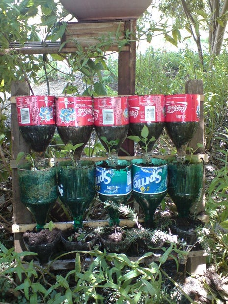 Plant garden in two litter bottles