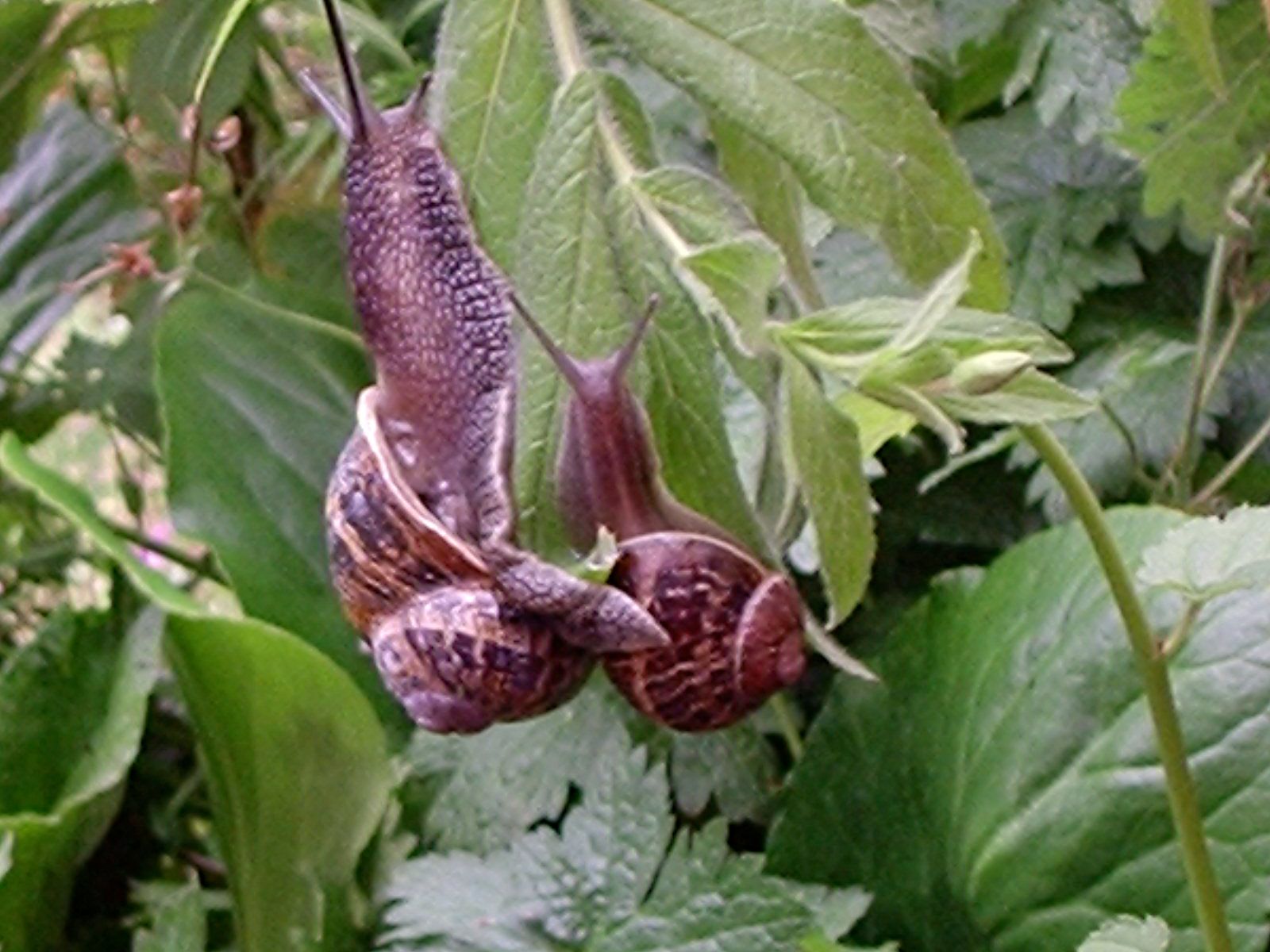 How to Get Rid of Snails and Slugs 4 Steps (with Pictures