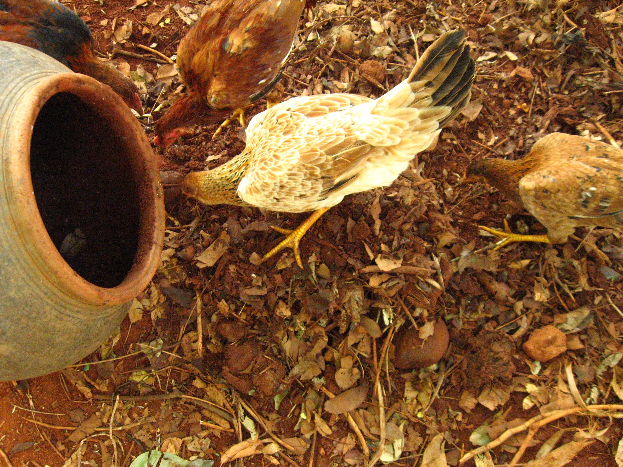 Growing Termites for Feeding Chicken 4 Steps (with Pictures